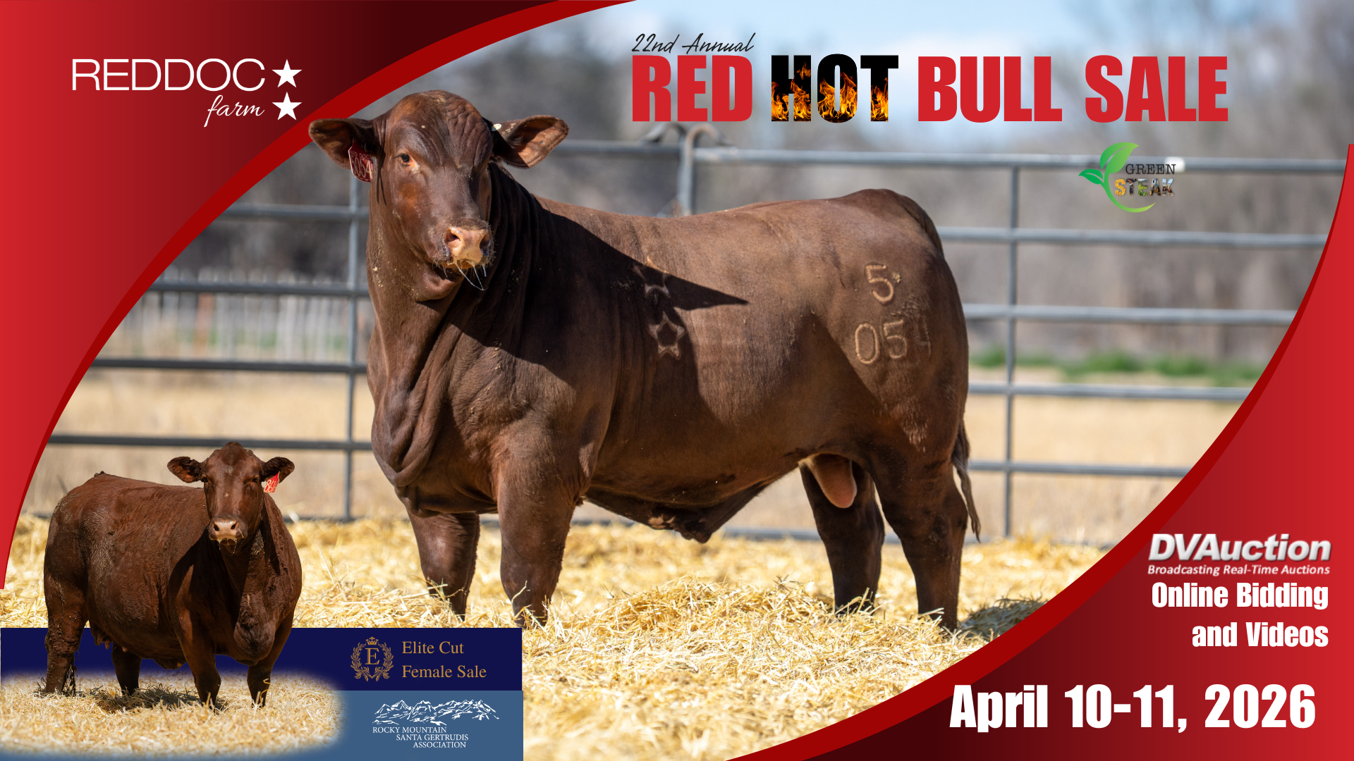 Red Doc Bull Sale, Santa Gertrudis Bulls