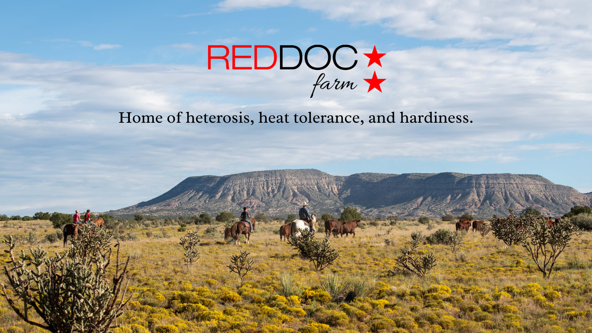 Santa Gertrudis cattle on the New Mexico desert with cowboys folling them on horseback